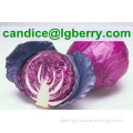 High quality red cabbage extract /anthocyanin